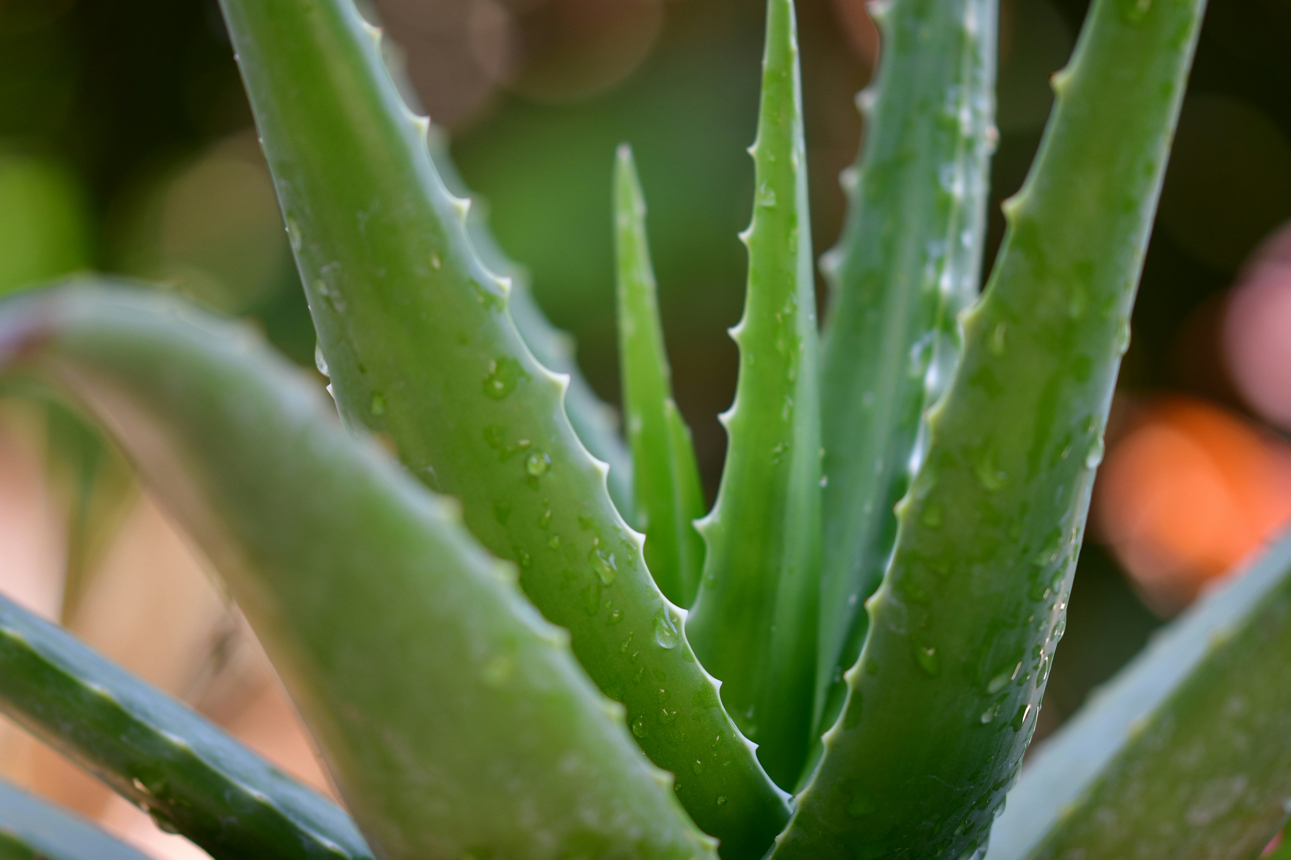 Key Ingredient - Aloe Vera