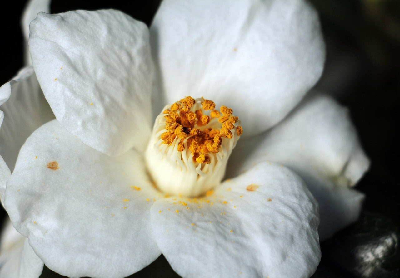 Nezza Natural Key Ingredient Camelia