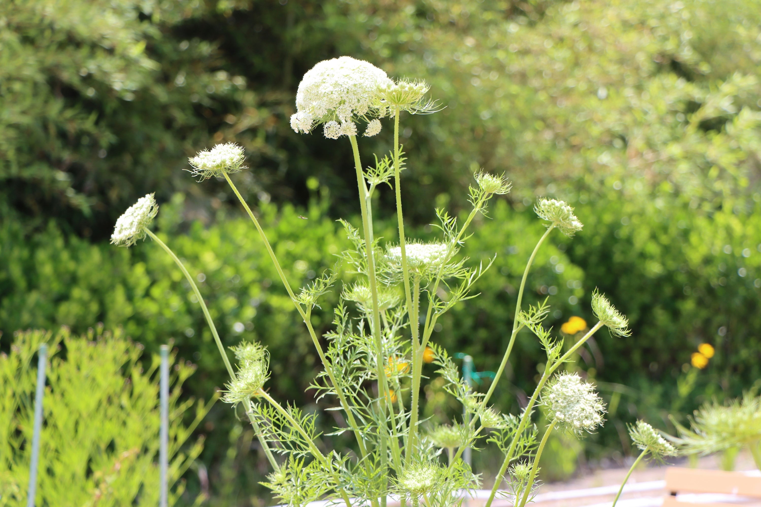 Nezza Natural Key Ingredient Carrot Seed