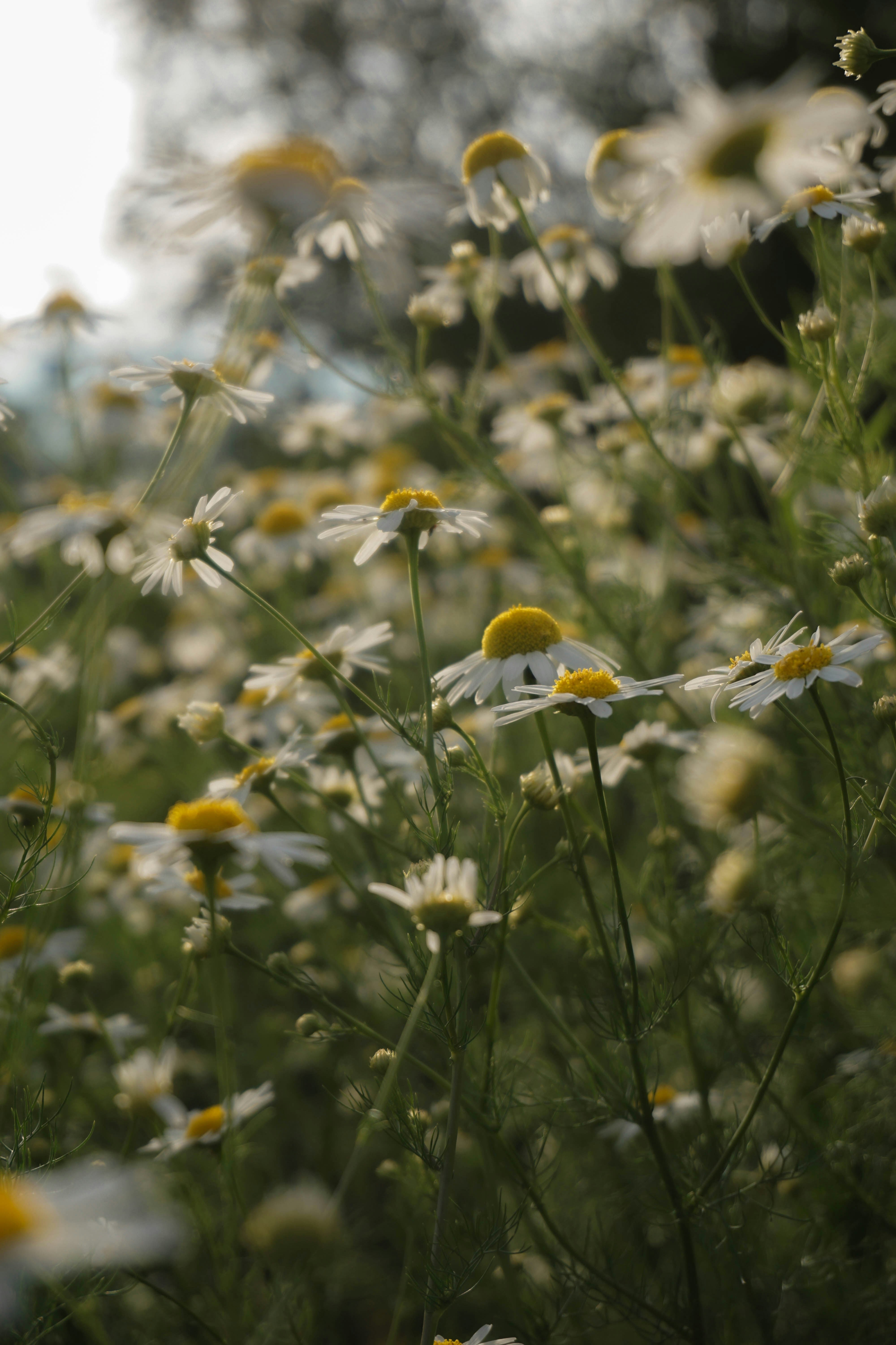 Nezza Natural Key Ingredient Chamomile Flower