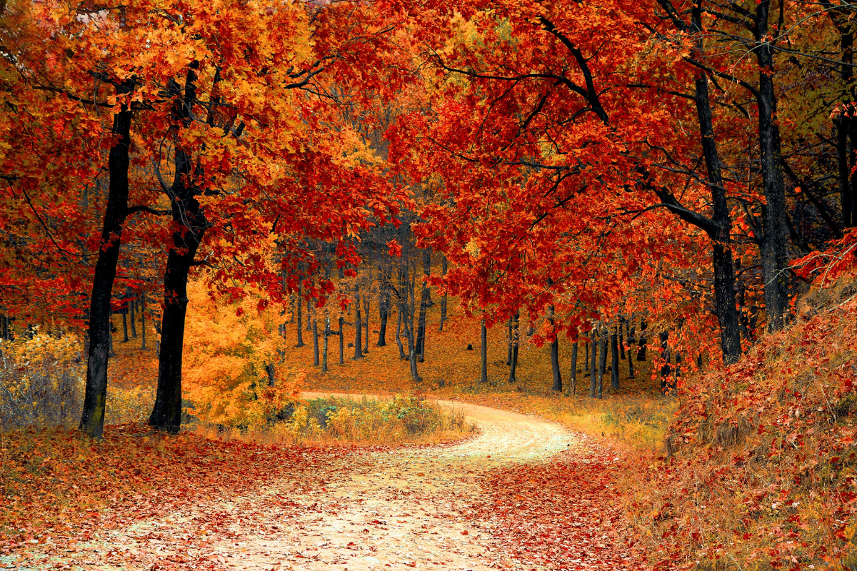 Essential Oils for Fall: Diffuser Recipes to Warm Your Home