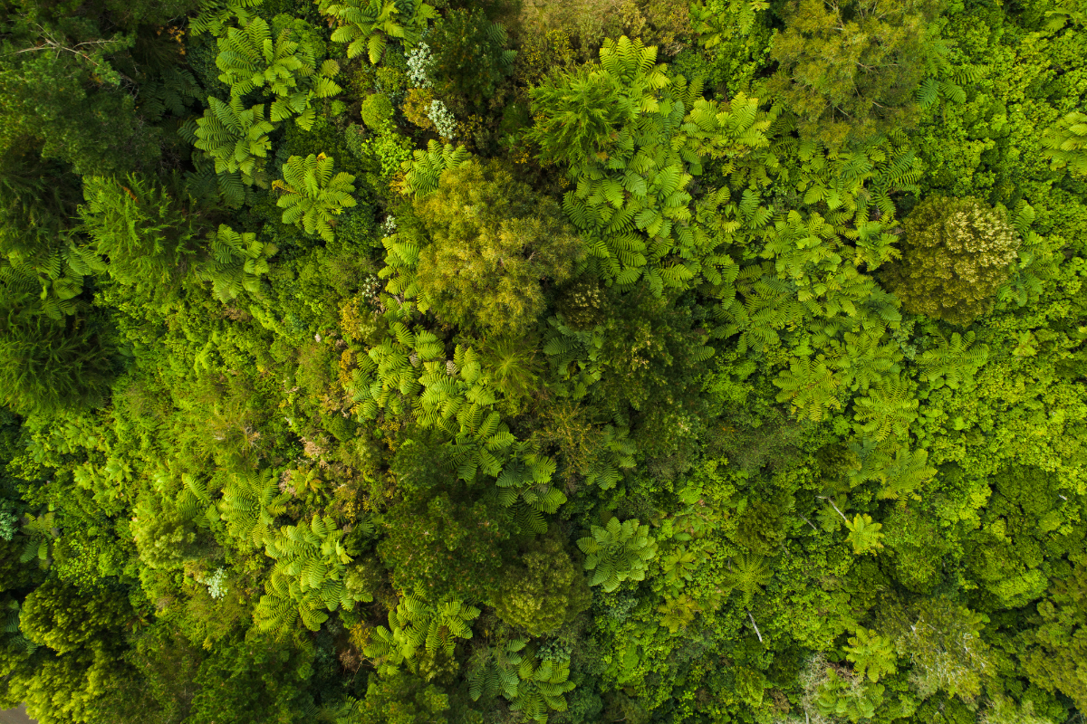 Why We Do What We Do: A Nezza Naturals Insight