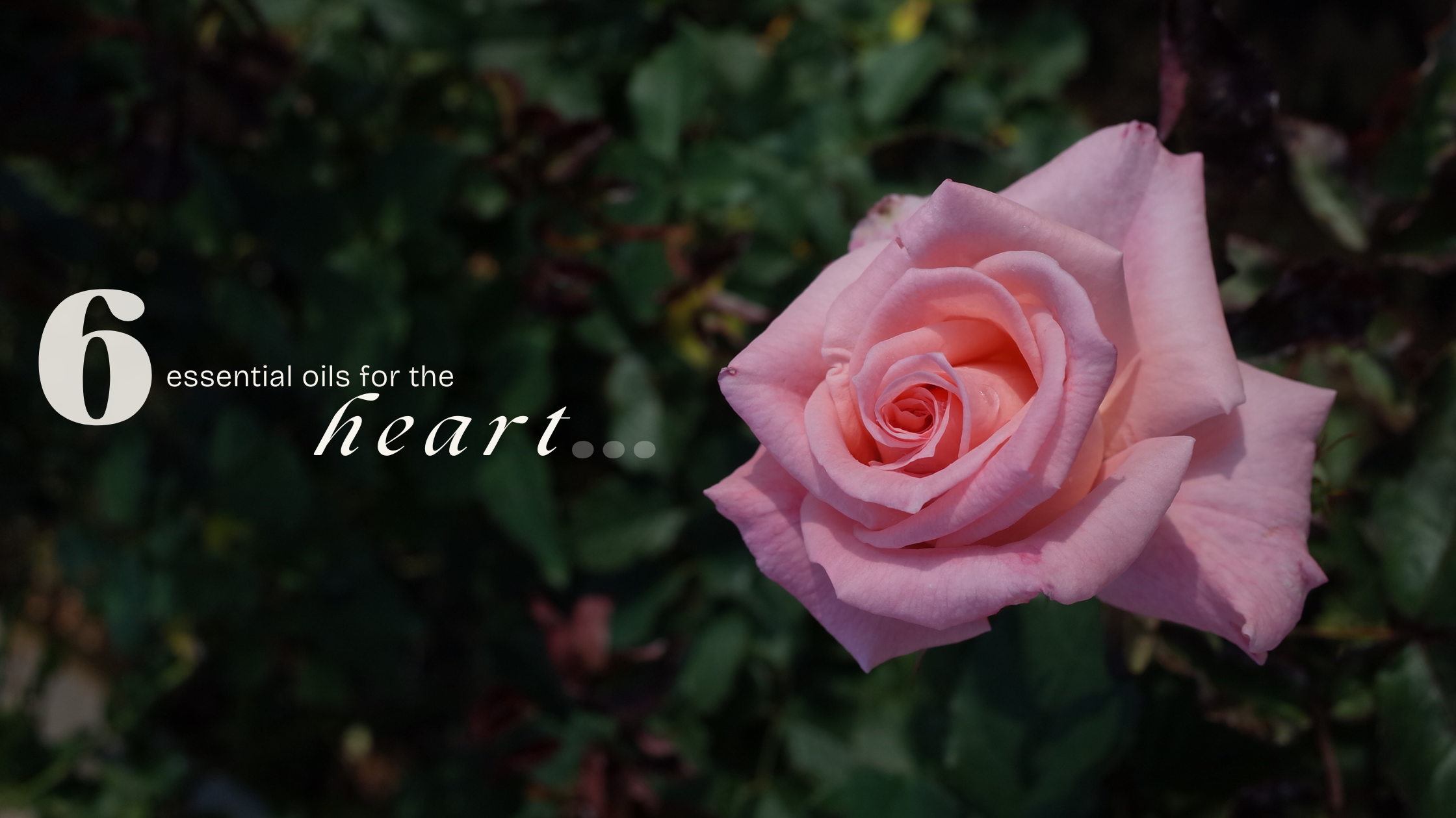 6 Essential Oils for the Heart